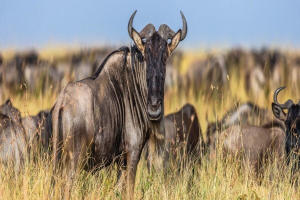 Global Safaris