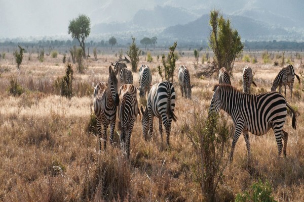 Global Safaris