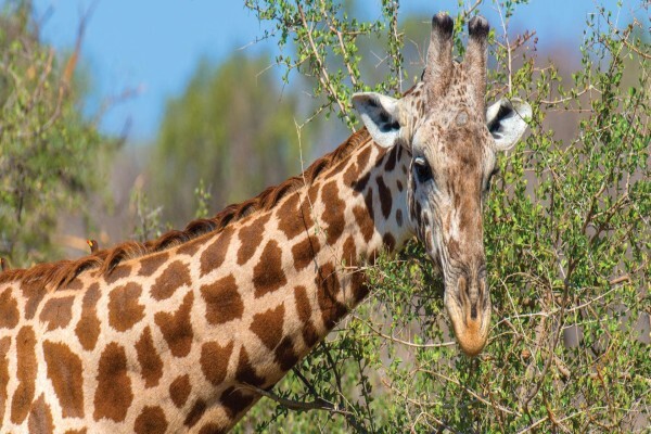 Global Safaris
