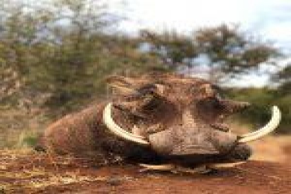 Global Safaris