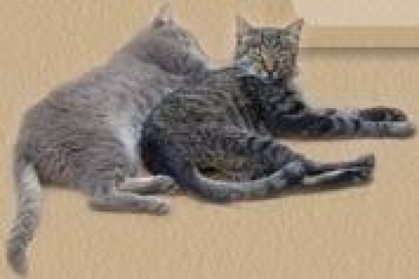 Happy Pets House Sitters