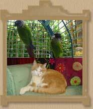 Happy Pets House Sitters