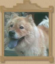 Happy Pets House Sitters