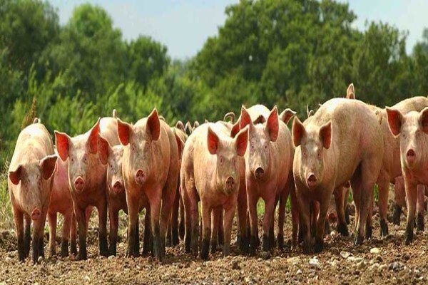 The Braeside Butchery