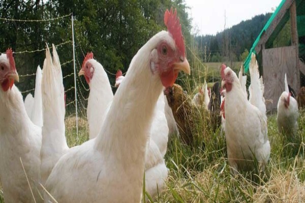 The Braeside Butchery