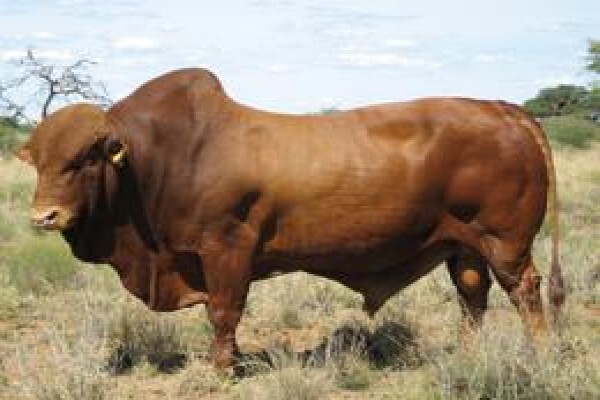 The Braeside Butchery