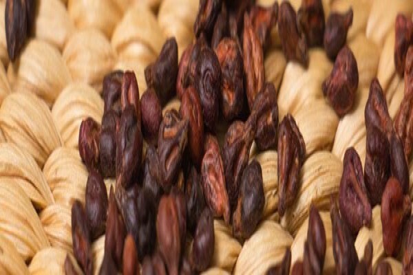 Seed Oil Sa