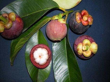 Health And Wealth -Mangosteen Juice