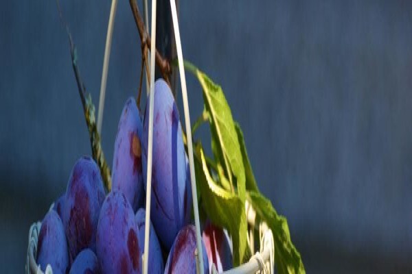 Seed Oil Sa