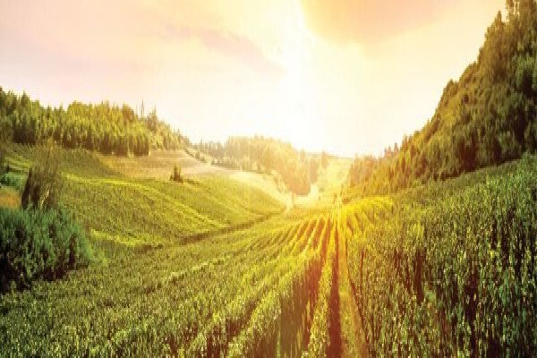 Seed Oil Sa