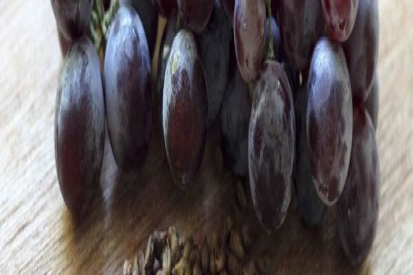 Seed Oil Sa