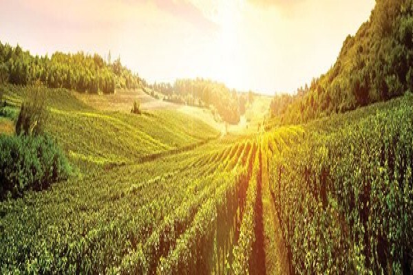 Seed Oil Sa