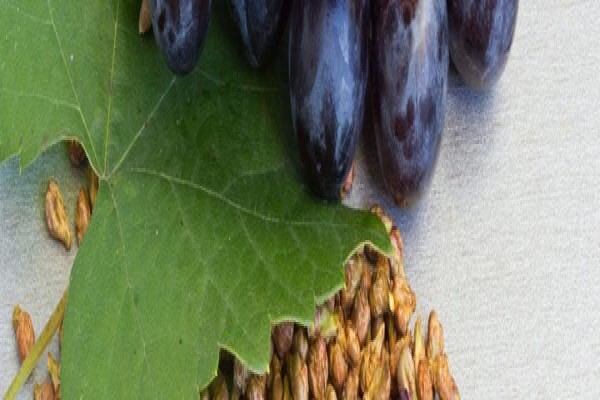 Seed Oil Sa