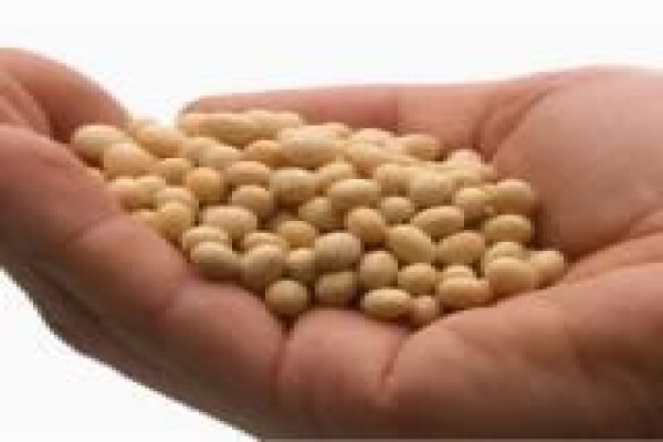 Soya Food