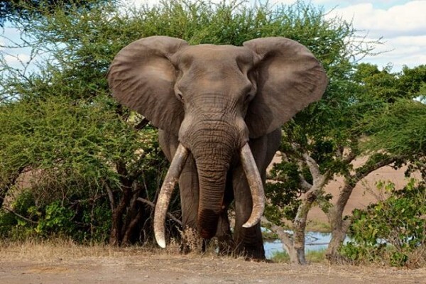 Gs Africa
