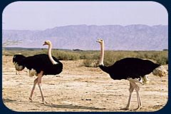 German Car Hire