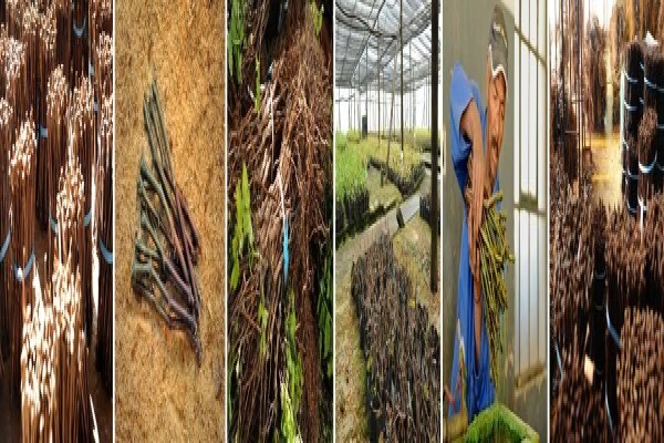 Voorgroenberg Nurseries