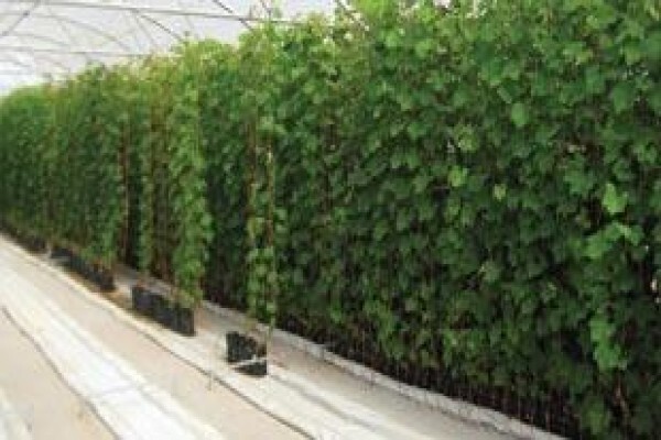 Voorgroenberg Nurseries