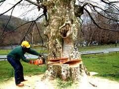 Accurate Domestic Services Cc