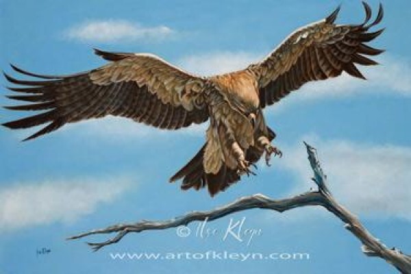 Art Of Kleyn