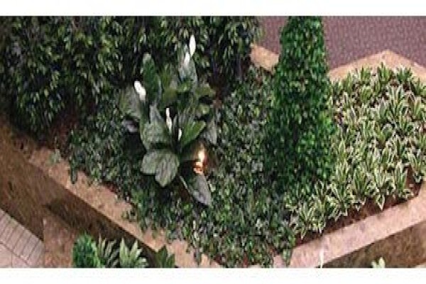 Plants In Buildings