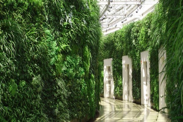Plants In Buildings