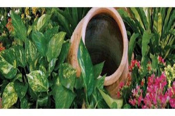 Plants In Buildings