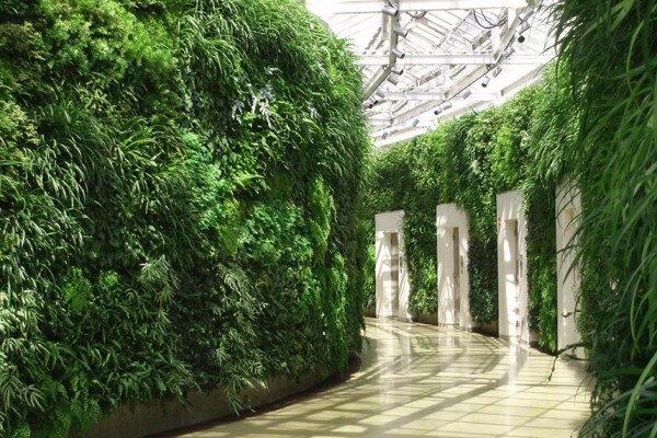 Plants In Buildings