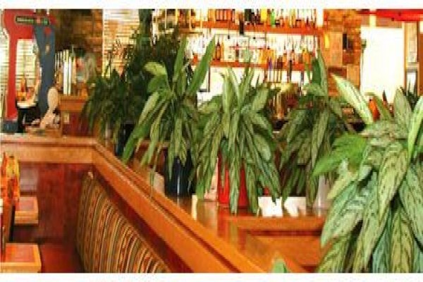 Plants In Buildings