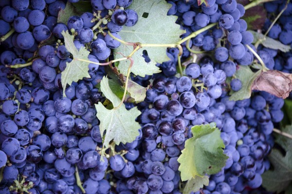 Bushmanspad Wine Estate