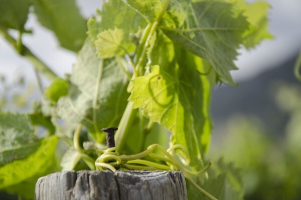 Bushmanspad Wine Estate