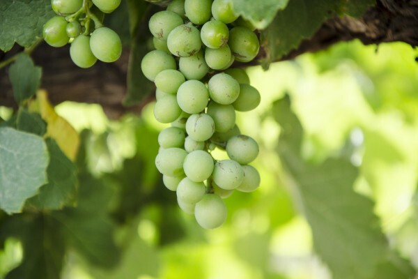 Bushmanspad Wine Estate