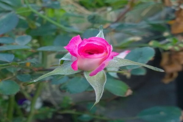 Naturally Divine