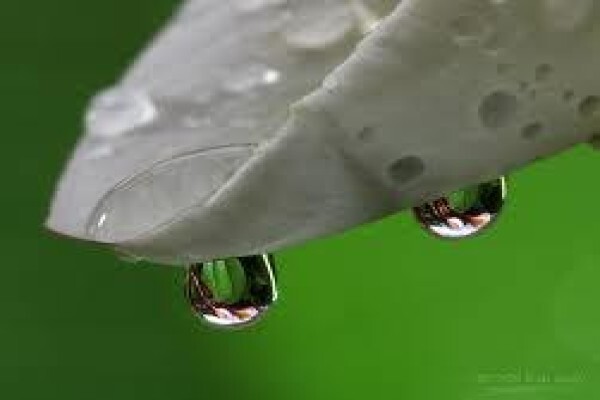 Esicongweni Environmental Services (Ees)