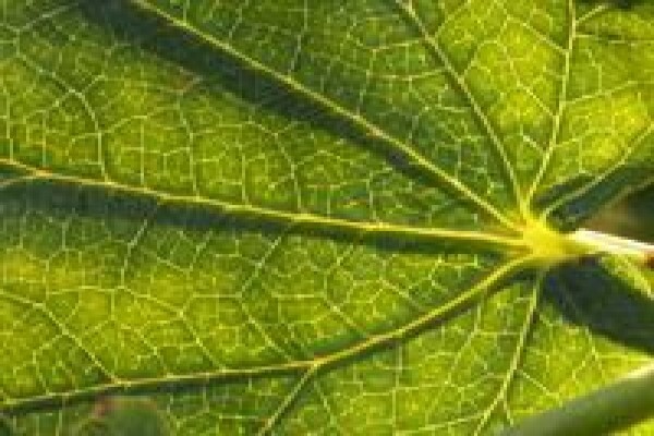 Synergistics Environmental Services (Pty) Ltd