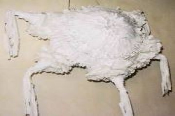 Pinata Africa