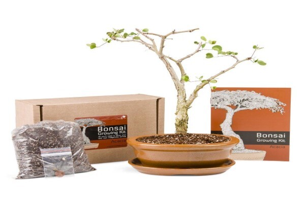 Bonsai Tree
