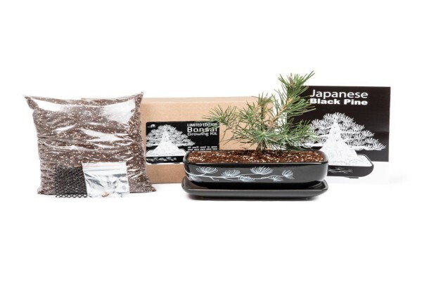 Bonsai Tree