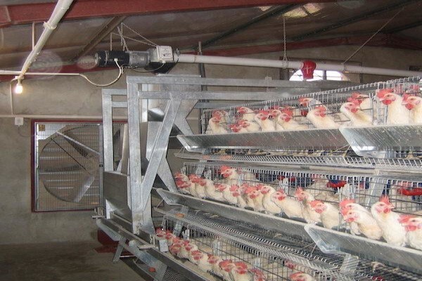 Reliance Poultry