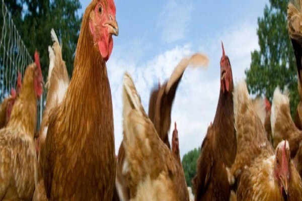 Reliance Poultry