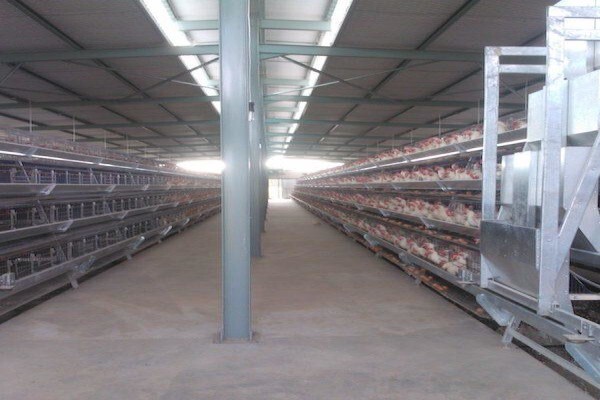 Reliance Poultry