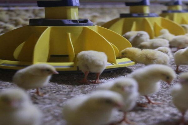 Reliance Poultry