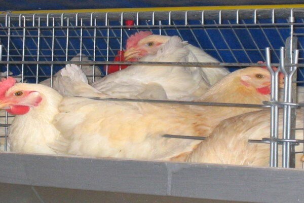 Reliance Poultry