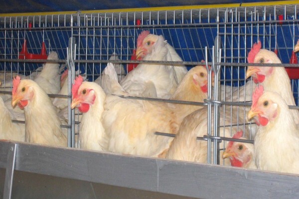 Reliance Poultry