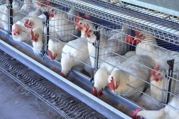 Reliance Poultry