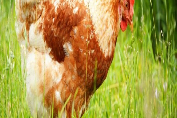 Reliance Poultry