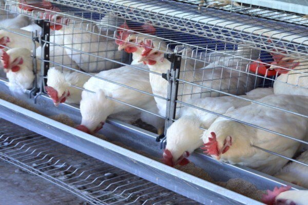 Reliance Poultry