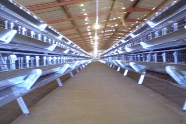 Reliance Poultry