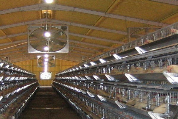 Reliance Poultry