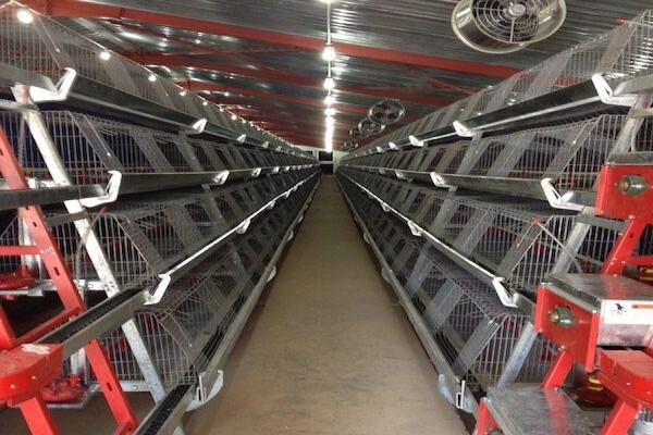 Reliance Poultry